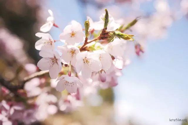 散景運用實例 拍出適當?shù)那吧⒕芭c后散景